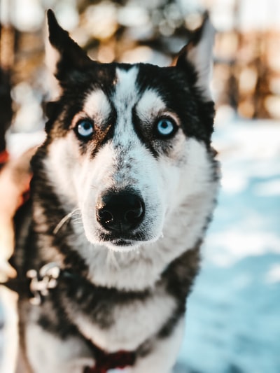 雪上的黑白狗